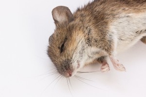 mouse-350060_960_720