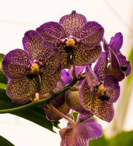 orchid-1633579_960_720
